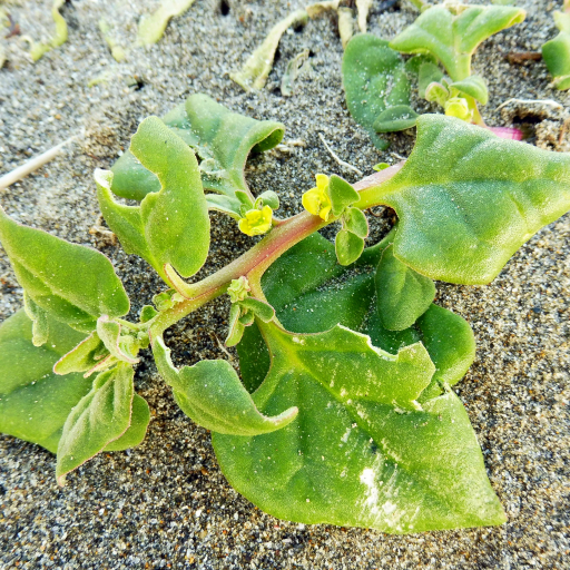 Tetragonia Tetragonioides