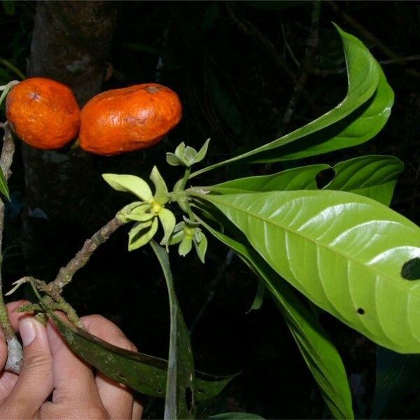 Tetrameranthus Laomae