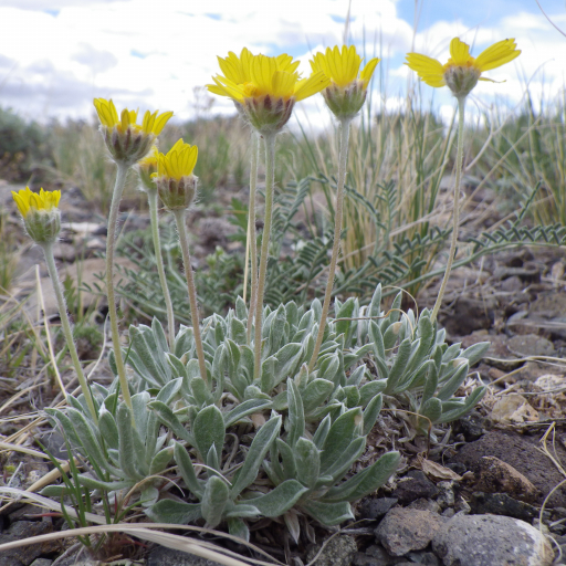 Tetraneuris Acaulis