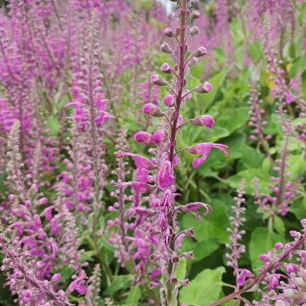 Teucrium Betonicum