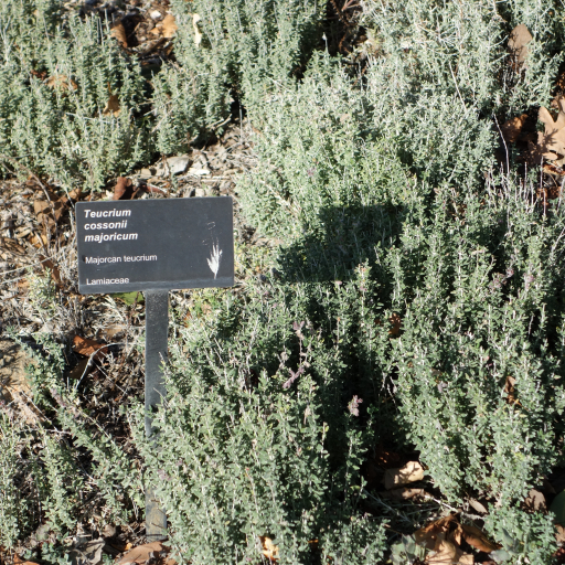 Teucrium Cossonii