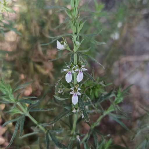 Teucrium Cubense