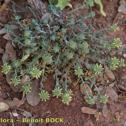 Teucrium Luteum