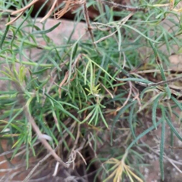 Teucrium Pseudochamaepitys