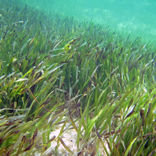 Thalassia Testudinum