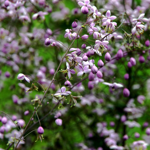 Thalictrum Delavayi