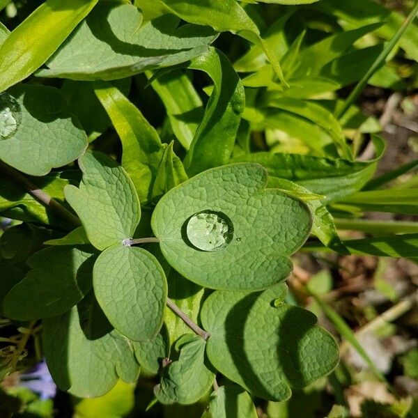 Thalictrum Revolutum