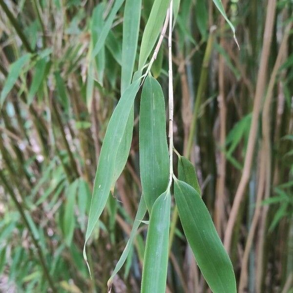 Thamnocalamus Spathaceus