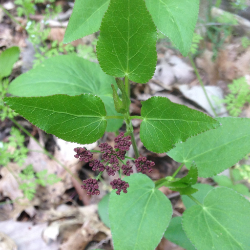 Thaspium Trifoliatum