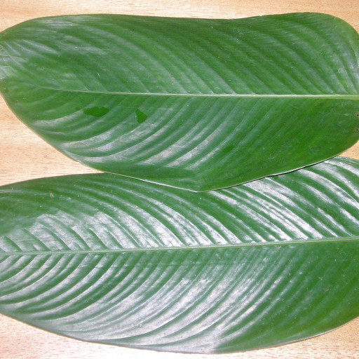 Thaumatococcus Daniellii