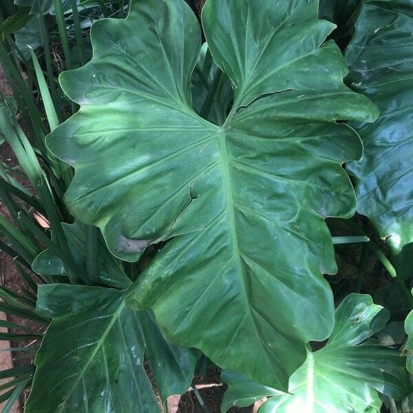 Thaumatophyllum Undulatum