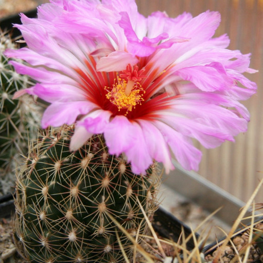 Thelocactus Bicolor