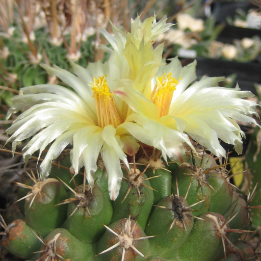 Thelocactus Leucacanthus Plant Care & How to Grow, Water