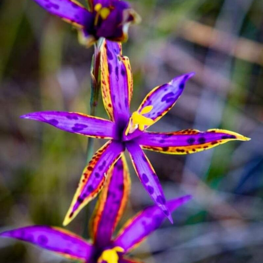 Thelymitra Speciosa