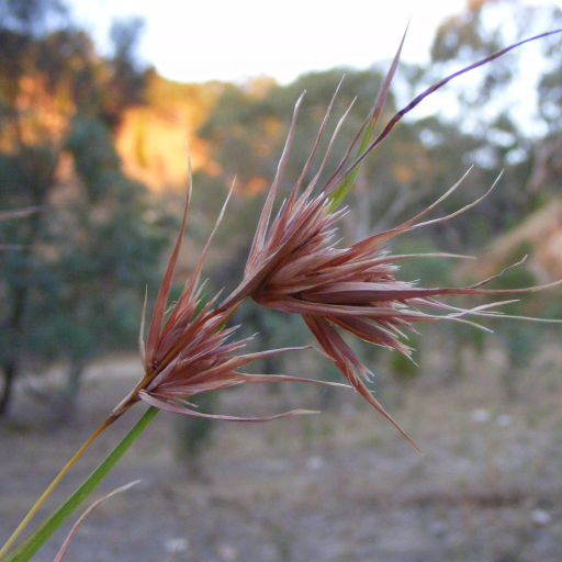 Themeda Triandra