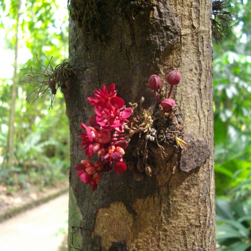 Theobroma Speciosum