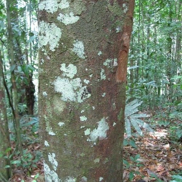 Theobroma Subincanum