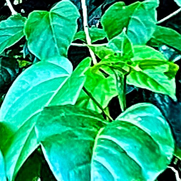 Thespesia Grandiflora