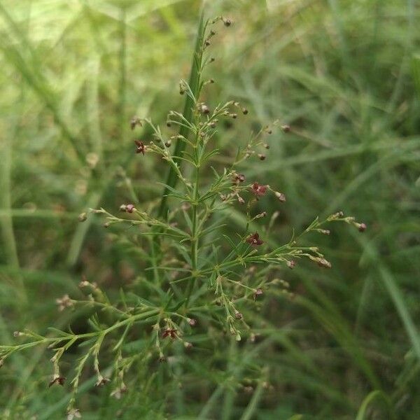 Thliphthisa Purpurea