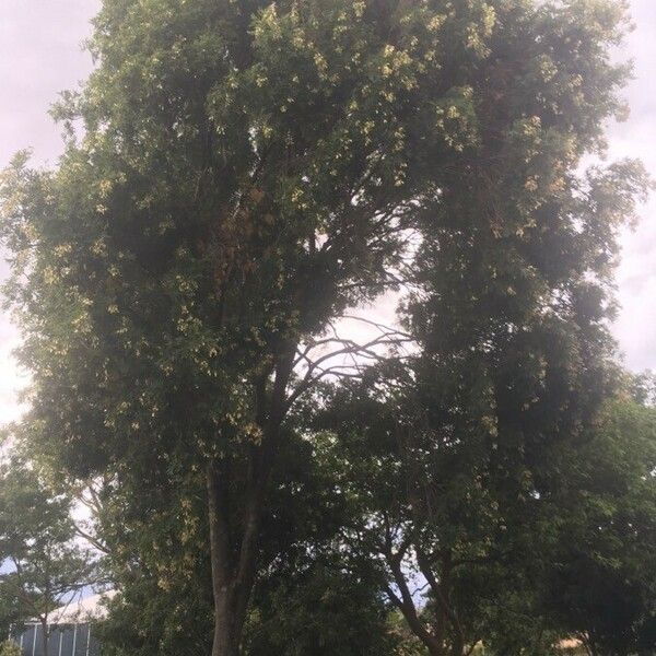 Thouinidium Decandrum