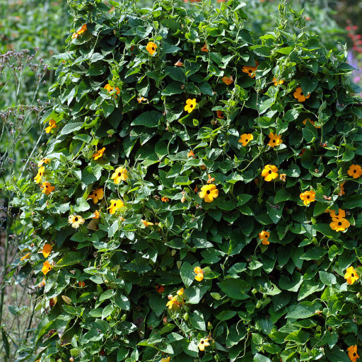 Thunbergia Alata