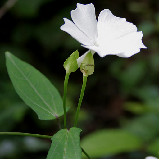 Thunbergia Fragrans