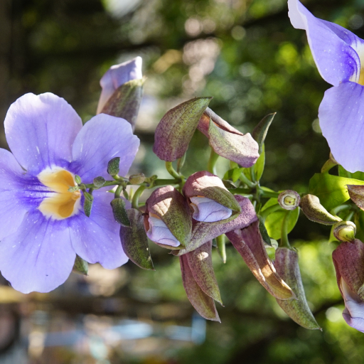 Thunbergia Laurifolia