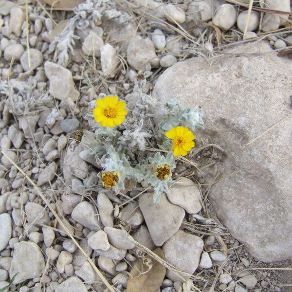 Thymophylla Micropoides