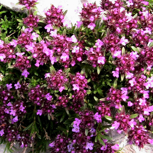 Thymus Serpyllum