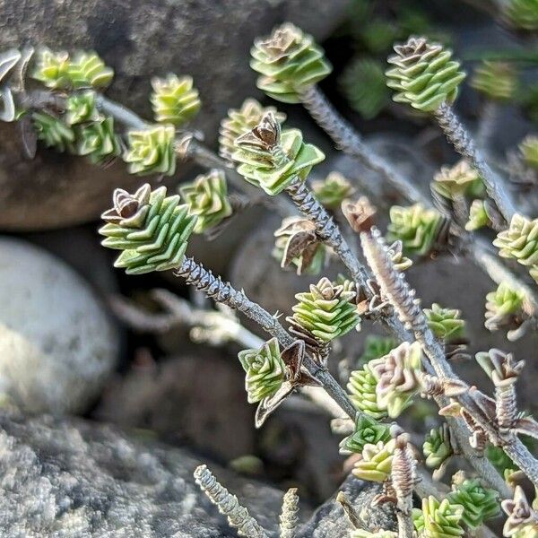 Thymus Sipyleus