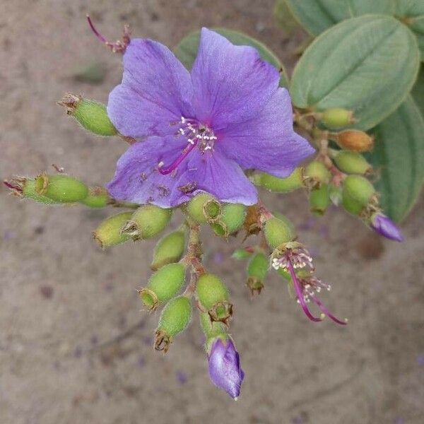 Tibouchina Clavata Care Guide: Water, Soil & Propagation - Plantiary