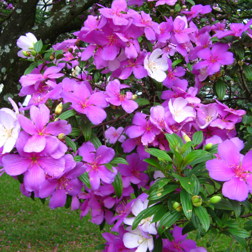 Tibouchina Mutabilis