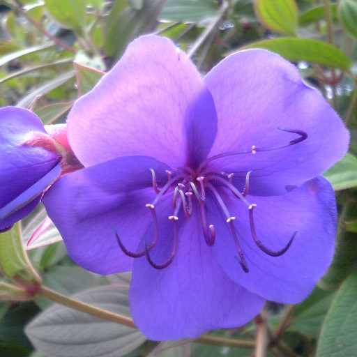 Tibouchina Urvilleana