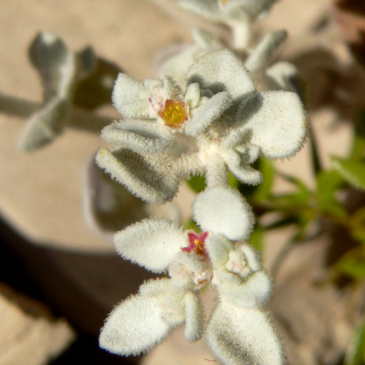 Tidestromia Suffruticosa