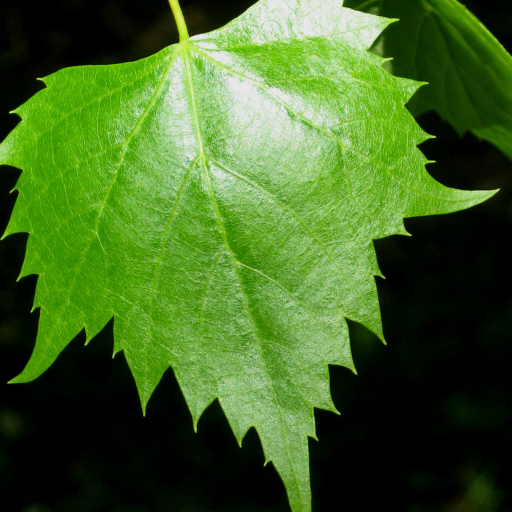 Tilia Mongolica