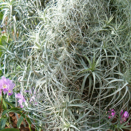Tillandsia Bergeri