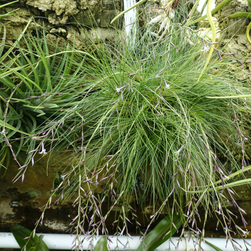 Tillandsia Filifolia