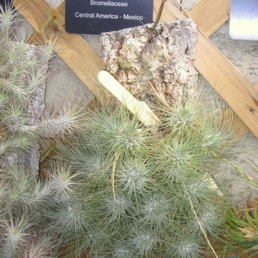 Tillandsia Fuchsii