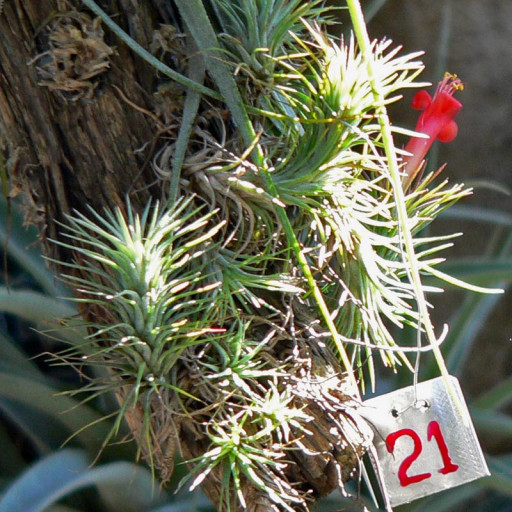 Tillandsia Funckiana