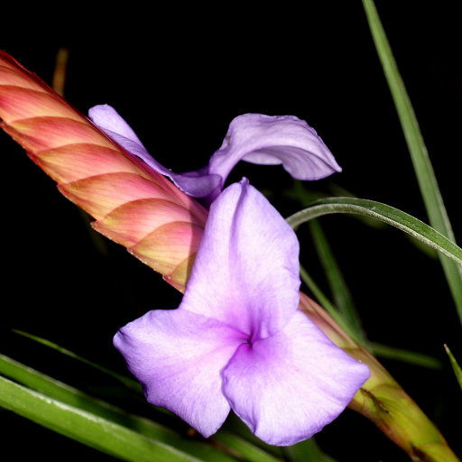 Tillandsia Guatemalensis