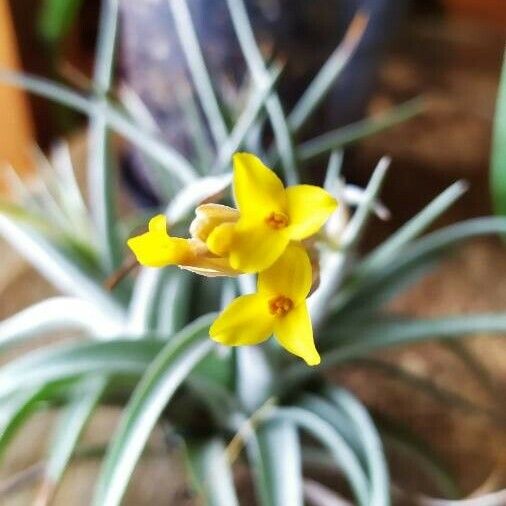 Tillandsia Ixioides