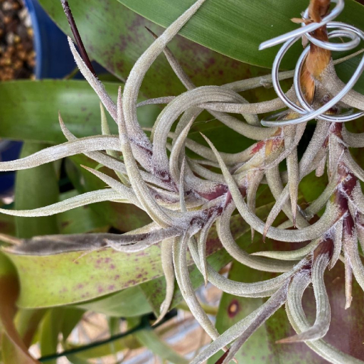 Tillandsia Myosura