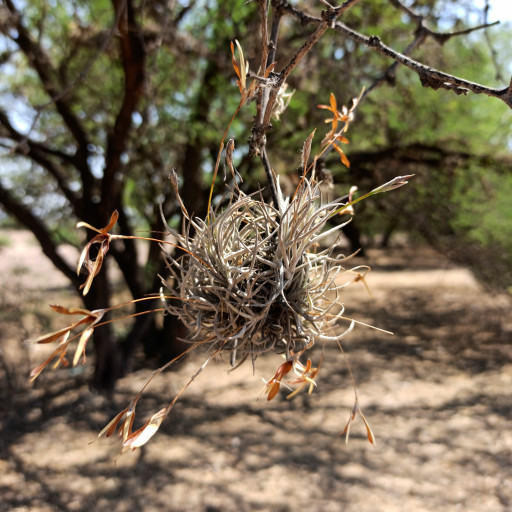 Tillandsia Recurvata