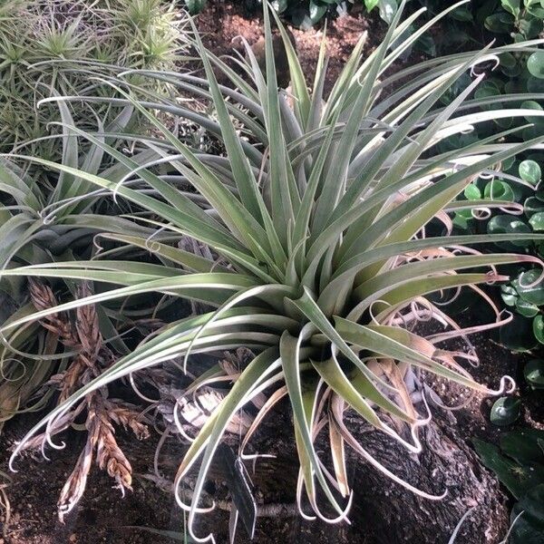 Tillandsia Roseoscapa