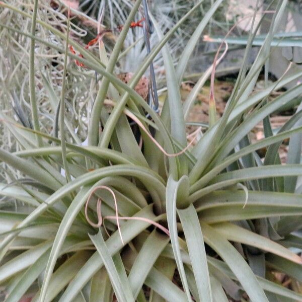 Tillandsia Sphaerocephala