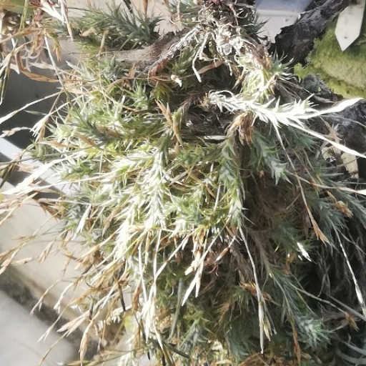 Tillandsia Tricholepis