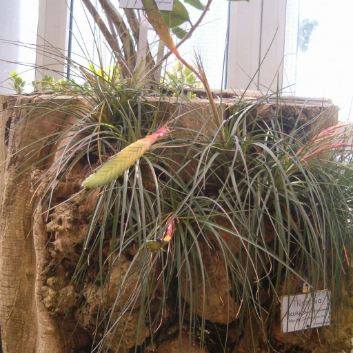 Tillandsia Tricolor