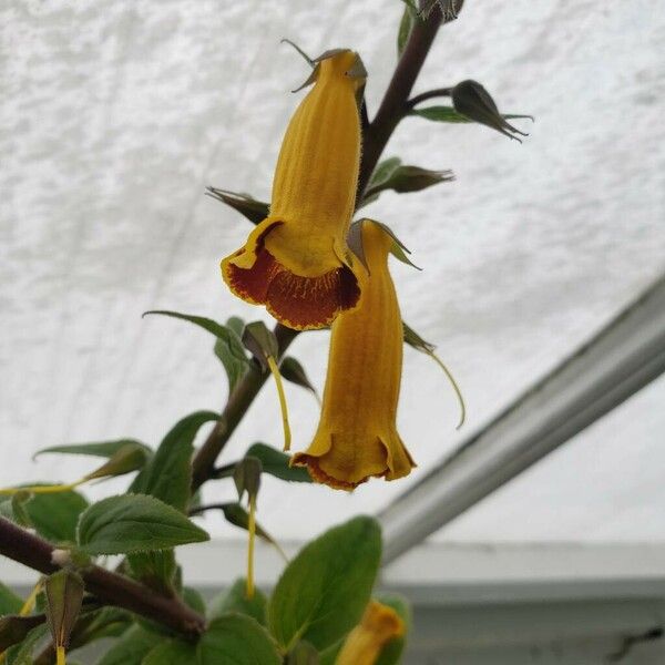 Titanotrichum Oldhamii