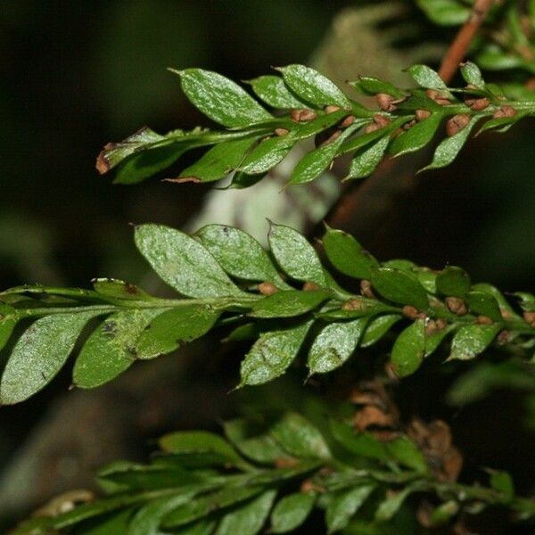 Fork Ferns