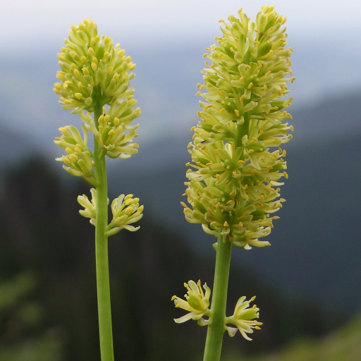 Tofieldia Calyculata